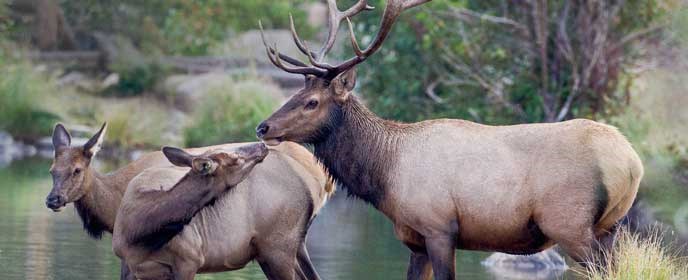 Elk bull and female elk