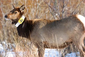 female elk with a radio collar
