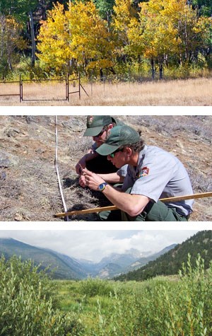 Elk fences surround aspen trees, park staff measure vegetation, horseshoe park willows