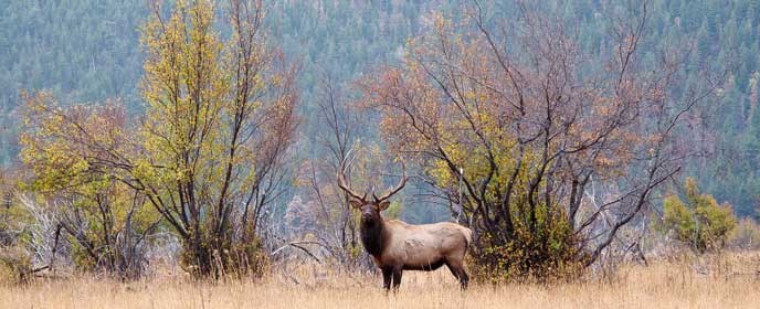 bull elk and shrubs in autumn bull elk and shrubs in autumn
