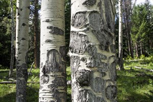 Elk browsing stripped the bark off these aspen trees