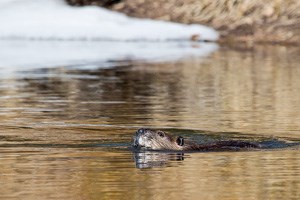 Beaver swimming