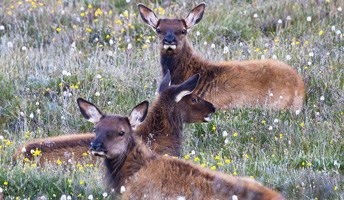 Elk calves rest in the grass
