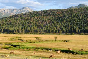 Elk graze in Moraine Park