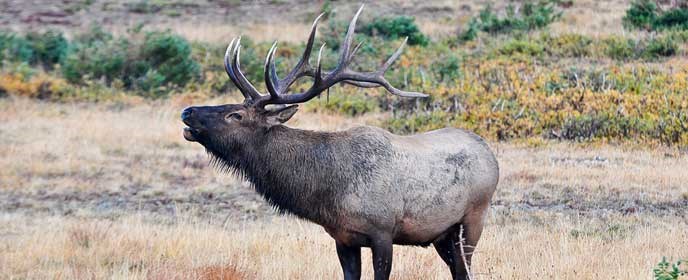 Bull elk bugling