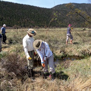 Colorado's Wildlands Restoration Volunteers plant willow stems in Moraine Park in 2013.