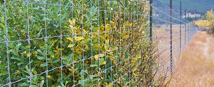 A willow shrub browsed outside an elk fence A willow shrub browsed outside an elk fence
