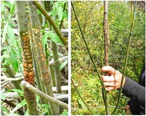 Sap wounds killed willow stems above the cavities