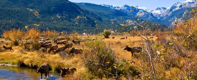 Elk feed in Moraine Park in autumn