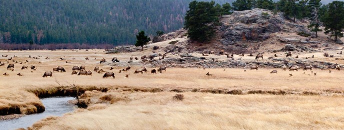 Elk graze in Moraine Park during late fall