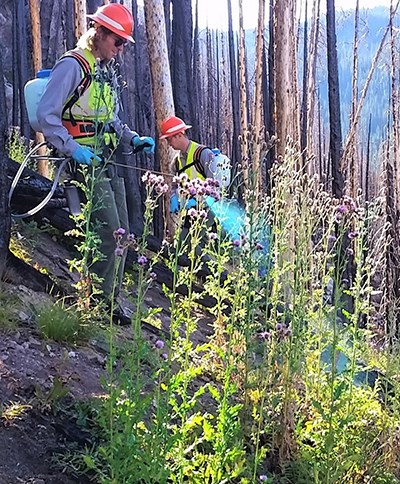 Park employees treating Canada thistle with herbicide to manage its invasion following a wildfire.