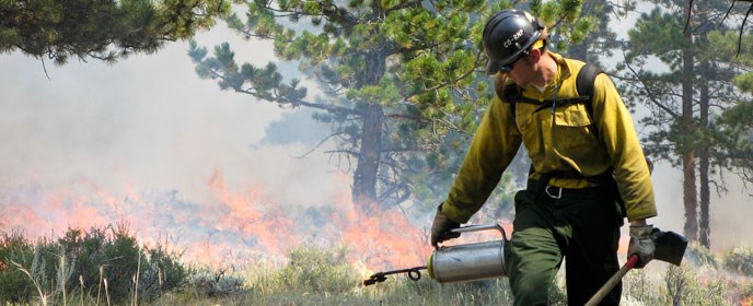 Firefighter with drip torch for a prescribed burn Firefighter with drip torch for a prescribed burn