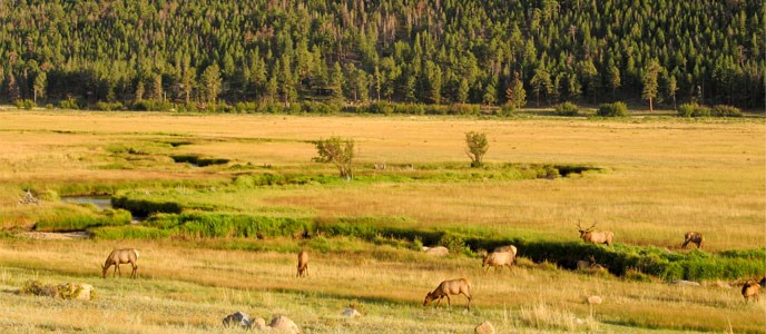 Elk graze in Moraine Park