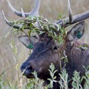 Elk tangled up in willow