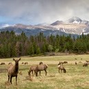 Elk graze in Moraine Park