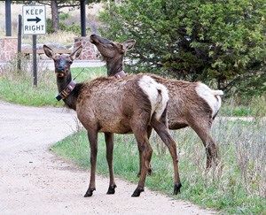 Two female elk with brown elk collars.