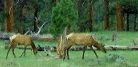 elk_feeding_meadow elk_feeding_meadow