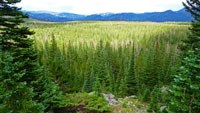 Photo of Spruce and Fir Forest