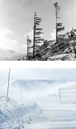 Banner trees and blowing snow across Trail Ridge Road