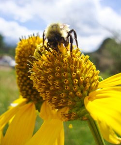 Bee on a cutleaf coneflower
