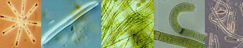 algae algae
