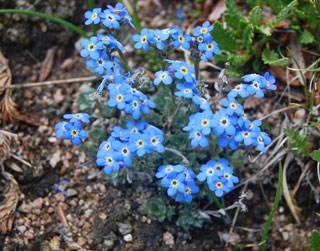 Glitter - Blue – Wildflowers