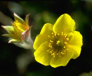 Photo of Alpine Avens