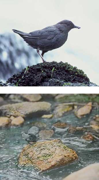 American dipper on rocky stream