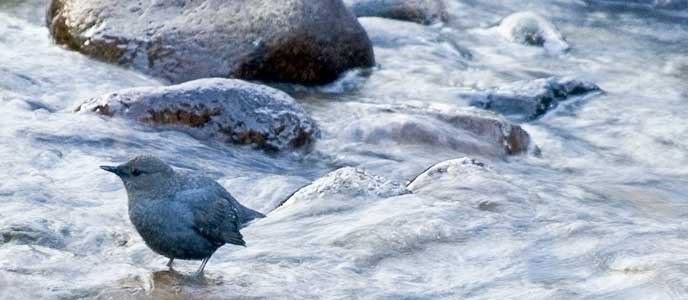 American Dipper in a creek