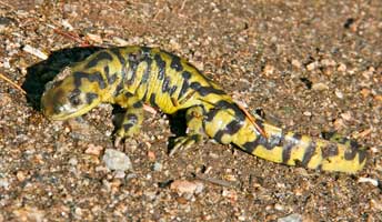 Amphibian_TigerSalamander_344x200