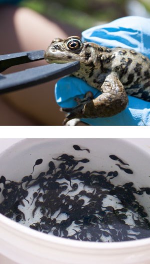 Boreal toad gape(smile) is measured and a bucket of tadpoles