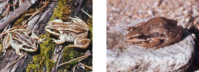 Wood frogs and Boreal Chorus frog