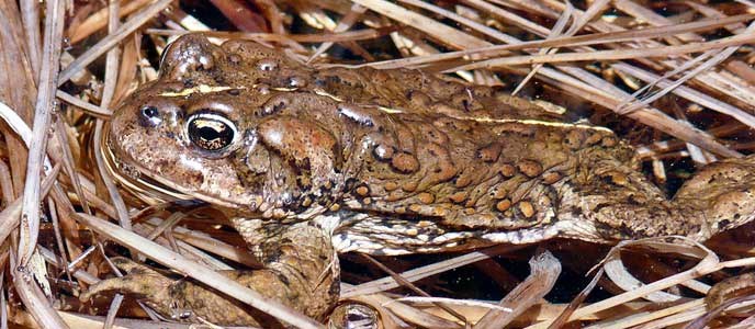 toad amphibian or reptile