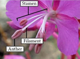 Photo of stamens, anthers and filaments of a Common Fireweed