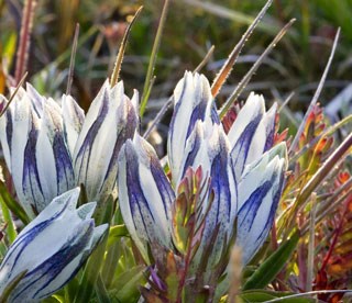 photo of Arctic Gentian