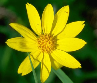 Photo of Heart-Leaved Arnica