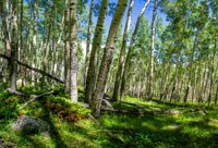 Photo of an Aspen Grove