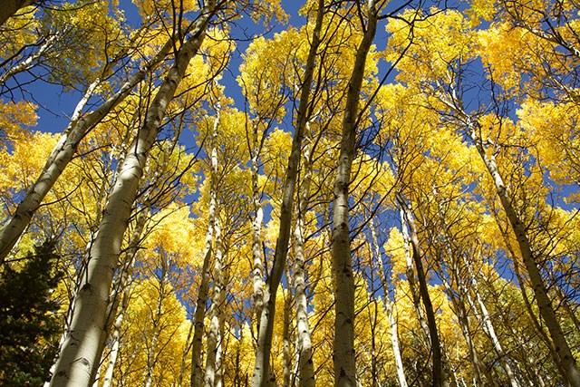 Aspen at Lily Lake