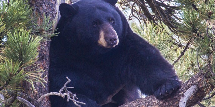 Black bear in tree