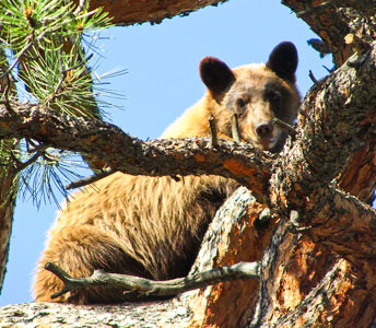 Black Bears - Rocky Mountain National Park (U.S. National Park Service)