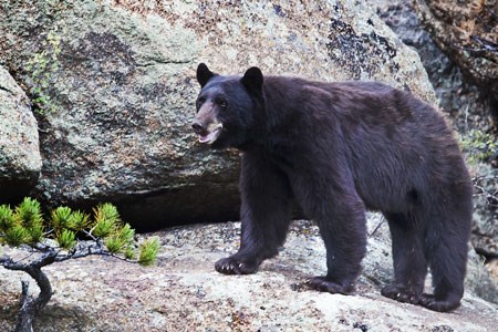 Black Bear in Rocky Mountain National Park