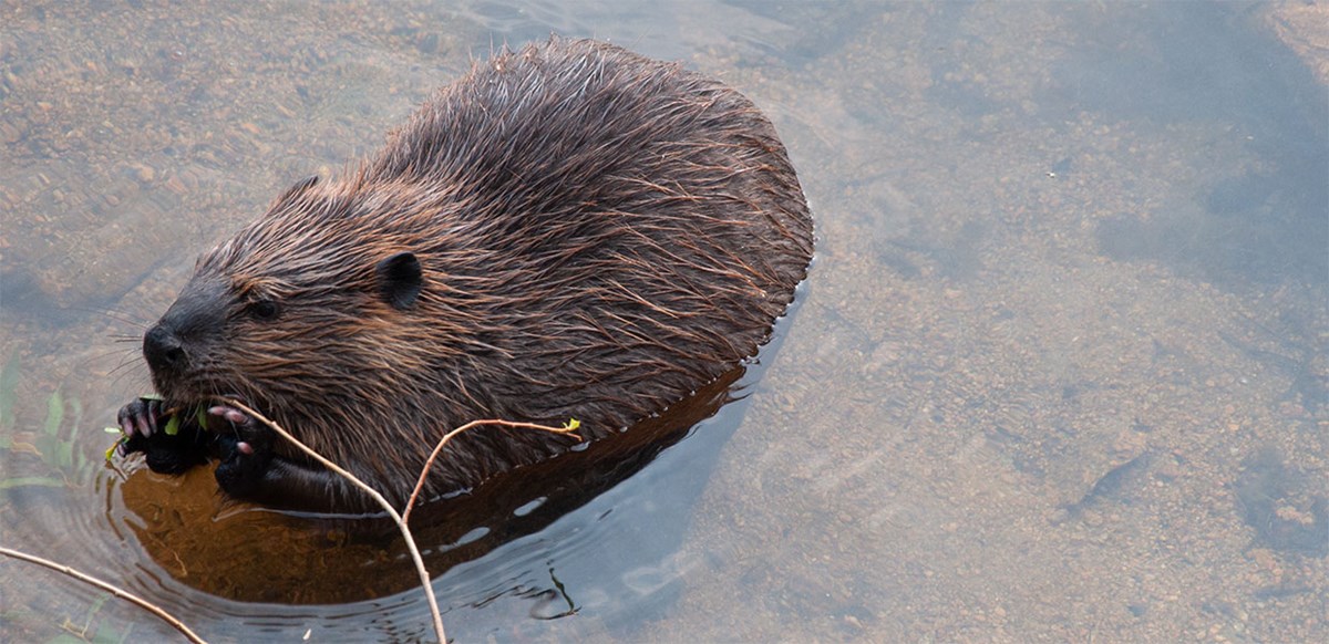 Beaver2012 Beaver at Lily Lake