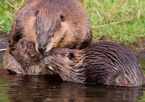 beaver with kit