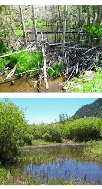Beaver dams in aspen and willow communities