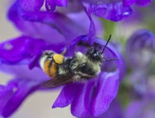 Photo of a bee pollinating a flower