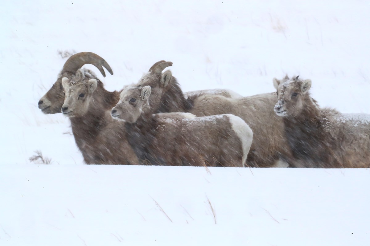 Bighorn Sheep Yearlings