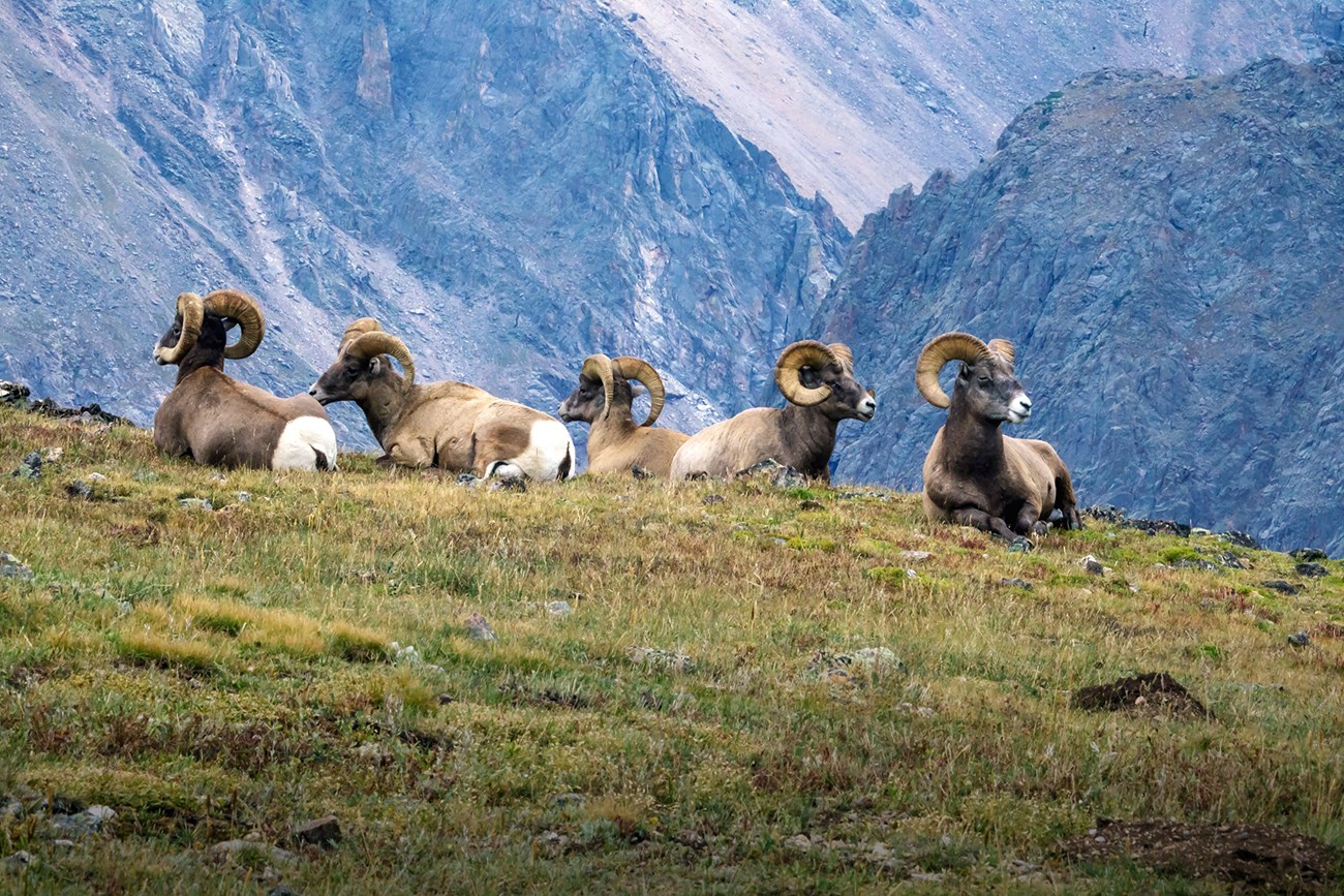 Bighorn Rams