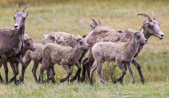 Bighorn ewes and lambs running