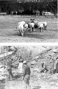 bighorn at Sheep Lakes and historical rangers aid a sick ram