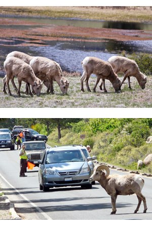 Bighorn sheep eating soil and sheep lakes and crossing road with cars